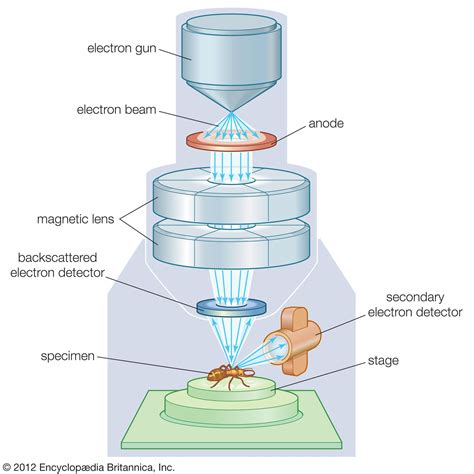 scanning lens microscope|1.4: Microscopy .